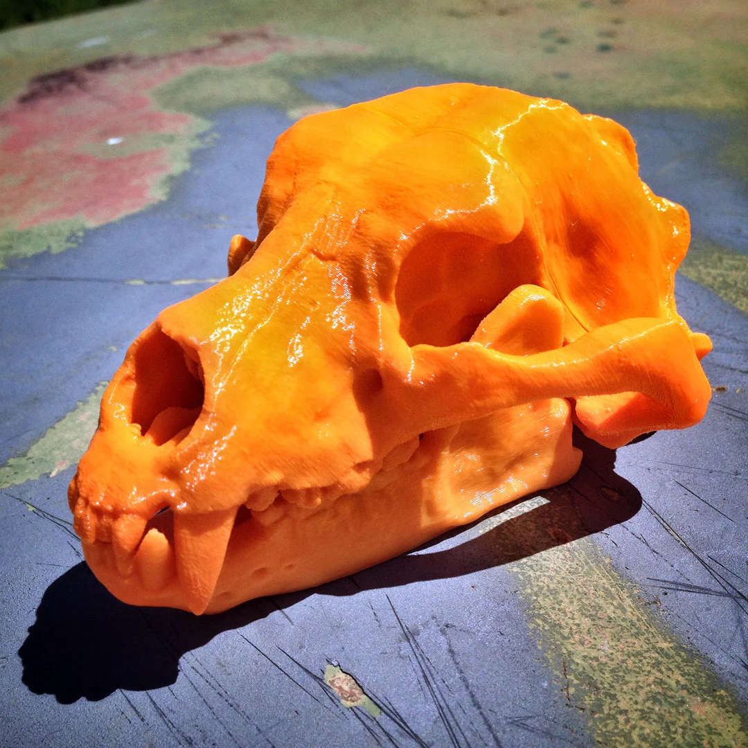 BONEHEADS Authentic Set - S2 - Image 5